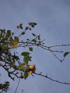 site dekoninckferey pomme1similitude