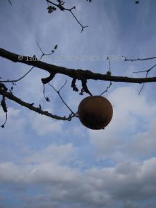 site dekoninckferey pomme2similitude