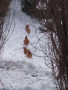 site dekoninckferey les poules rousses 13 mars 2013