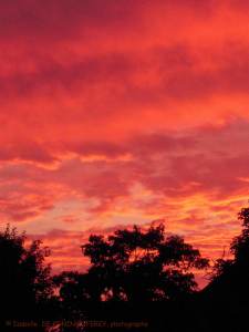 site dekoninckferey 2011 soleil 2