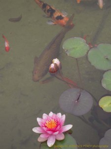 site dekoninckferey 2010 mai poissons-nénuphars
