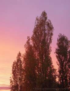 site-dekoninckferey-matin-14-novembre-2016-3